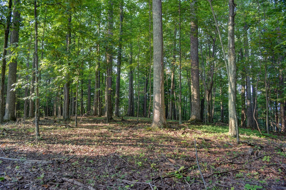 Cabin for Sale in Blue Ridge Mountains